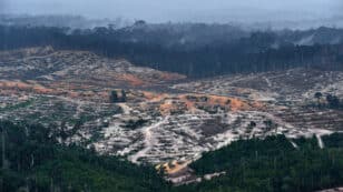 200,000 Hectares of Oil Palm Plantations to Be Converted Into Forests, Indonesia’s Government Says