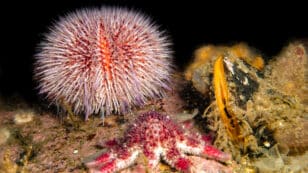 WWF Sues Norway Over Approval of Deep-Sea Mining in Arctic Waters