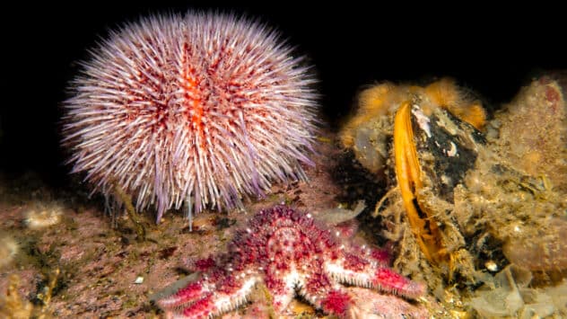 WWF Sues Norway Over Approval of Deep-Sea Mining in Arctic Waters